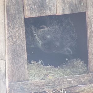 Jardin des Plantes de Paris - Binturong