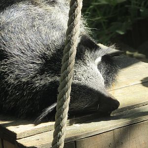 Jardin des Plantes de Paris - Binturong