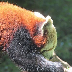 Jardin des Plantes de Paris - Red panda