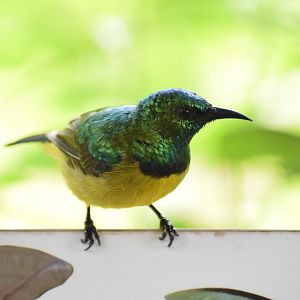 Collared sunbird