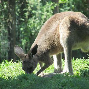 Jardin des Plantes de Paris - Eastern gray kangaroo