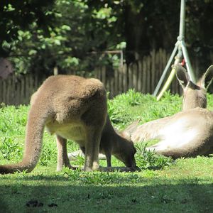 Jardin des Plantes de Paris - Eastern gray kangaroos