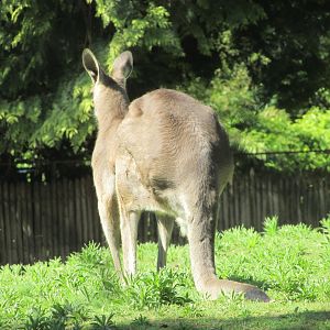 Jardin des Plantes de Paris - Eastern gray kangaroo
