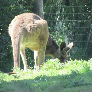 Jardin des Plantes de Paris - Eastern gray kangaroo