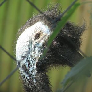 Jardin des Plantes de Paris - Emu