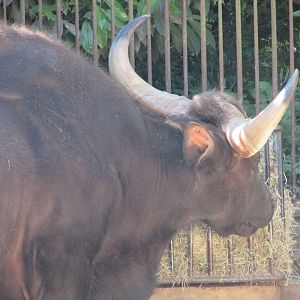 Jardin des Plantes de Paris - Gaurs