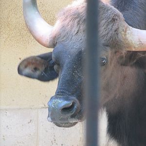 Jardin des Plantes de Paris - Gaur