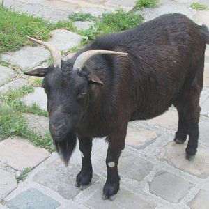 Jardin des Plantes de Paris - African dwarf goat
