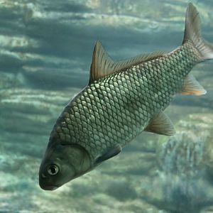 River Carpsucker (Carpiodes carpio)
