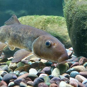 White Sucker (Catostomus commersoni)