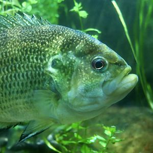 Rock Bass (Ambloplites rupestris)