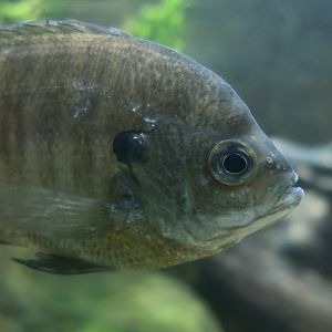 Bluegill Sunfish (Lepomis macrochirus)