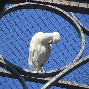 Jardin des Plantes de Paris - Little egret