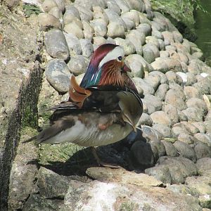 Jardin des Plantes de Paris - Mandarin duck