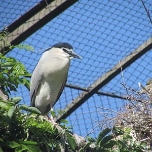 Jardin des Plantes de Paris - Black-crowned night heron