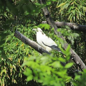 Jardin des Plantes de Paris - Pied imperial pigeon