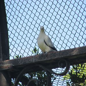 Jardin des Plantes de Paris - Another pied imperial pigeon