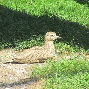 Jardin des Plantes de Paris - Bush stone curlew