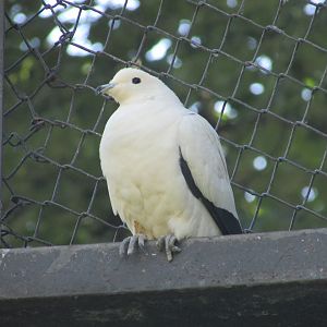 Jardin des Plantes de Paris - One more pied imperial pigeon