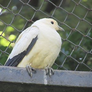 Jardin des Plantes de Paris - ANOTHER pied imperial pigeon