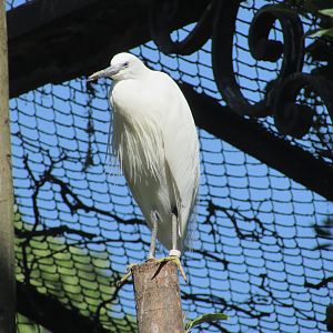 Jardin des Plantes de Paris - European white egret