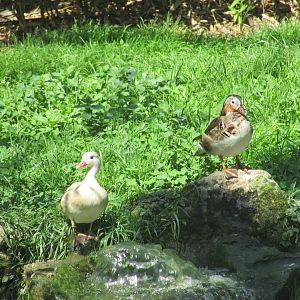 Jardin des Plantes de Paris - Mandarin ducks