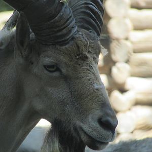 Jardin des Plantes de Paris - Male Kuban tur