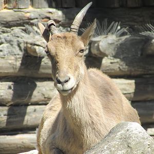 Jardin des Plantes de Paris - Female Kuban tur