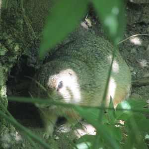 Jardin des Plantes de Paris - European souslik