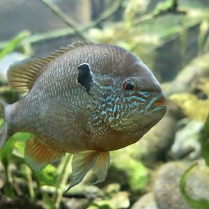 Longear Sunfish (Lepomis megalotis)