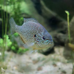 Pumpkinseed Sunfish (Lepomis gibbosus)