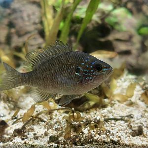 Dollar Sunfish (Lepomis marginatus)