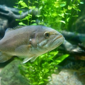 Smallmouth Bass (Micropterus dolomieu)