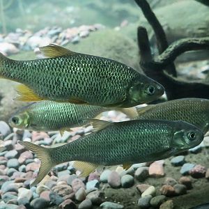 Golden Shiner (Notemigonus crysoleucas)
