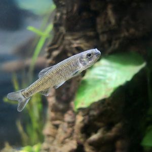 Bluntnose Minnow (Pimephales notatus) male