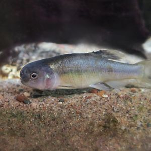 Fathead Minnow (Pimephales promelas) male