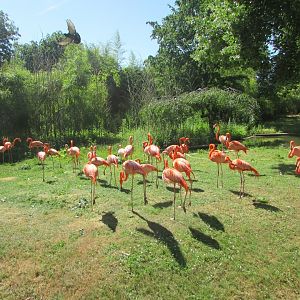 Jardin des Plantes de Paris - Caribbean flamingos