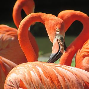 Jardin des Plantes de Paris - Caribbean flamingo
