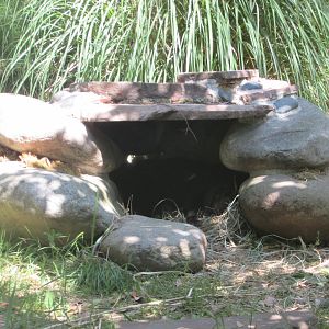 Jardin des Plantes de Paris - Tasmanian devil