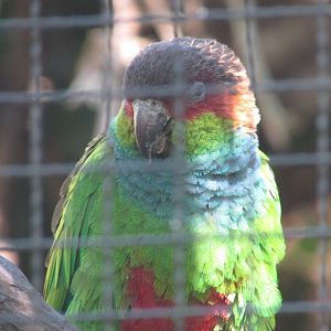 Jardin des Plantes de Paris - Ochre-marked parakeet
