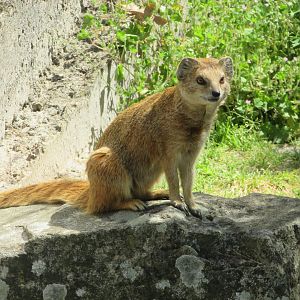 Jardin des Plantes de Paris - Yellow mongoose