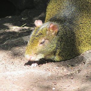 Jardin des Plantes de Paris - Azara's agouti