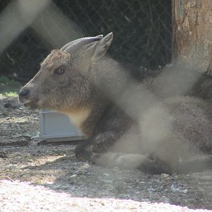Jardin des Plantes de Paris - Central Chinese goral