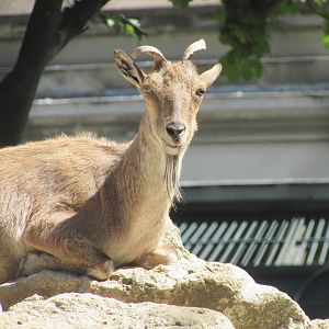 Jardin des Plantes de Paris - Markhor