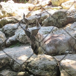 Jardin des Plantes de Paris - Another markhor