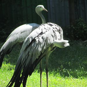 Jardin des Plantes de Paris - Blue cranes