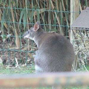 Jardin des Plantes de Paris - Dusky pademelon