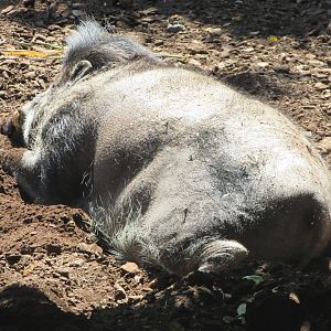 Jardin des Plantes de Paris - Visayan warty pig
