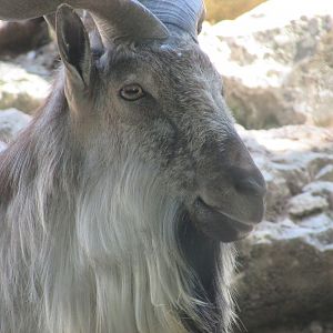 Jardin des Plantes de Paris - Markhor close up