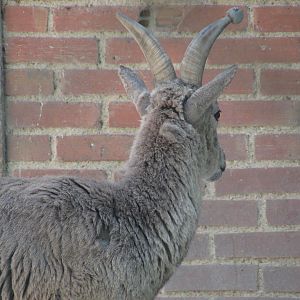 Jardin des Plantes de Paris - Another bharal